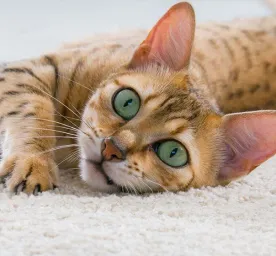 5 Reasons Why Cats Meow