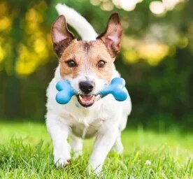 Home Remedies for Dogs that Every Owner Should Know