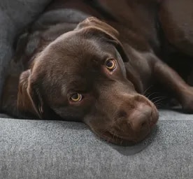 Addison's Disease in Dogs
