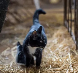 Adopting a Farm or Barn Cat