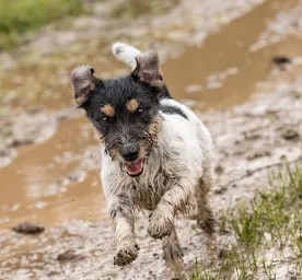 Alabama Rot in Dogs