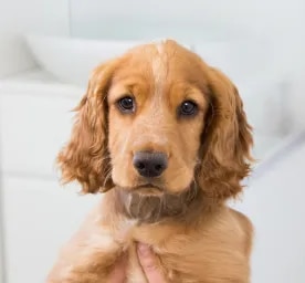 All About Puppy Microchipping