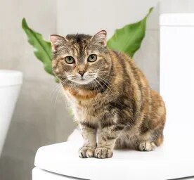 Antibiotics for Cats What You Need to Know