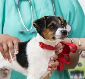 Are Antibiotics Safe for Dogs