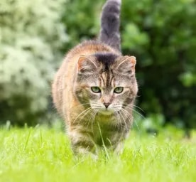 Are Daffodils Poisonous to Cat