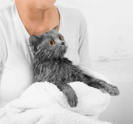 Bathing Cats Everything You Need to Know