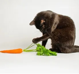 Can Cats Eat Carrots