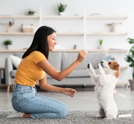 Cool Tricks to Teach Your Dog