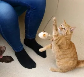 Creative Cat and Dog Enrichment Ideas