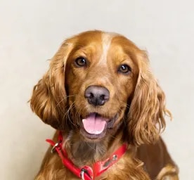 An Introduction To Dog Types