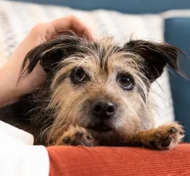Arthritis in Dogs – Symptoms and Treatment
