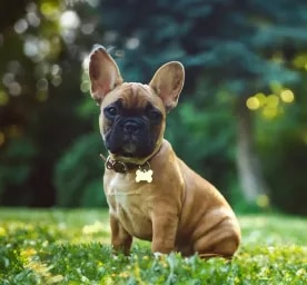 BOAS in Dogs Causes of Breathing Problems in Flat-Faced Breed Dogs