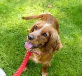 Brain Games and Puzzles to Play with Your Puppy