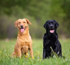Calm and Lazy Dog Breeds