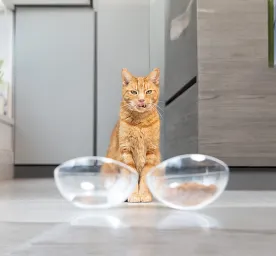 Can Cats Eat Dog Food?