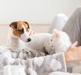 COVID-19 and Cats and Dogs: All You Need to Know