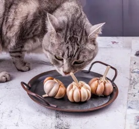 Can Cats Eat Garlic? 