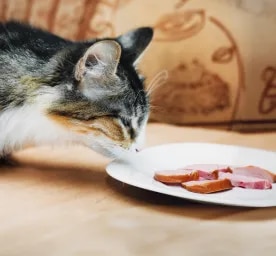 Can Cats Eat Ham?
