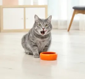 Can Cats Eat Oatmeal?