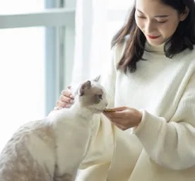 Can Cats Eat Pork?