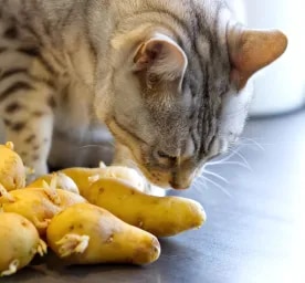 Can Cats Eat Potatoes