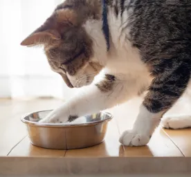 Can Cats Eat Rice