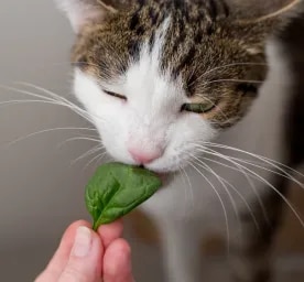Can Cats Eat Spinach