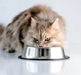 Can Cats Eat Turkey