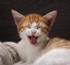 Can Cats Laugh and Smile?