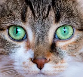 Can Cats See Colour?