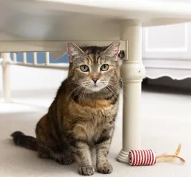 Can Cats See Ghosts?