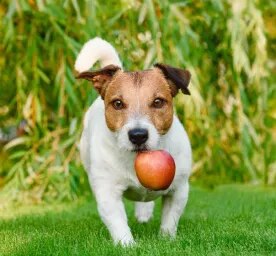 Can Dogs Eat Apple Sauce?