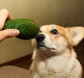 Can Dogs Eat Avocado?