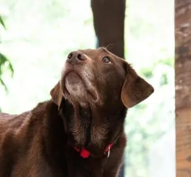 Can Dogs Eat Baked Beans?