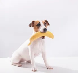 Can Dogs Eat Bananas?
