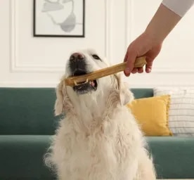Can Dogs Eat Bones?