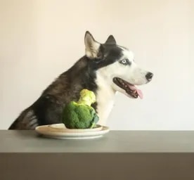 Can Dogs Eat Broccoli?