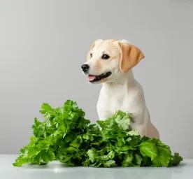 Can Dogs Eat Celery?