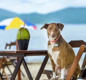 Can Dogs Eat Coconut?