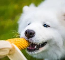 Can Dogs Eat Corn?