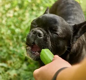 Can Dogs Eat Cucumber