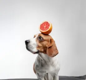 Can Dogs Eat Grapefruit?