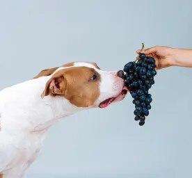 Can Dogs Eat Grapes?