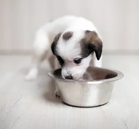Can Dogs Eat Green Beans?