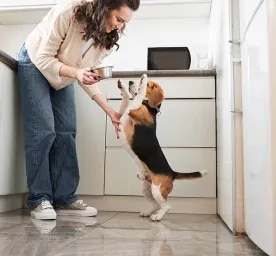 Can Dogs Eat Ham?