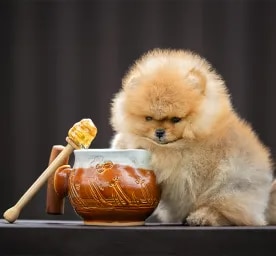 Can Dogs Eat Honey?