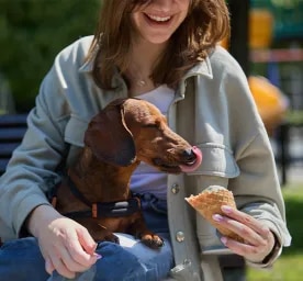 Can Dogs Eat Ice Cream?