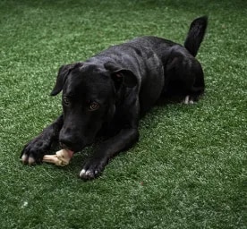 Can Dogs Eat Lamb Bones?