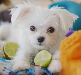 Can Dogs Eat Limes?