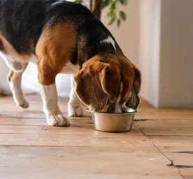 Can Dogs Eat Lobster